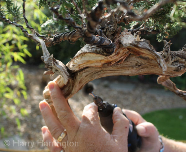 juniper bonsai